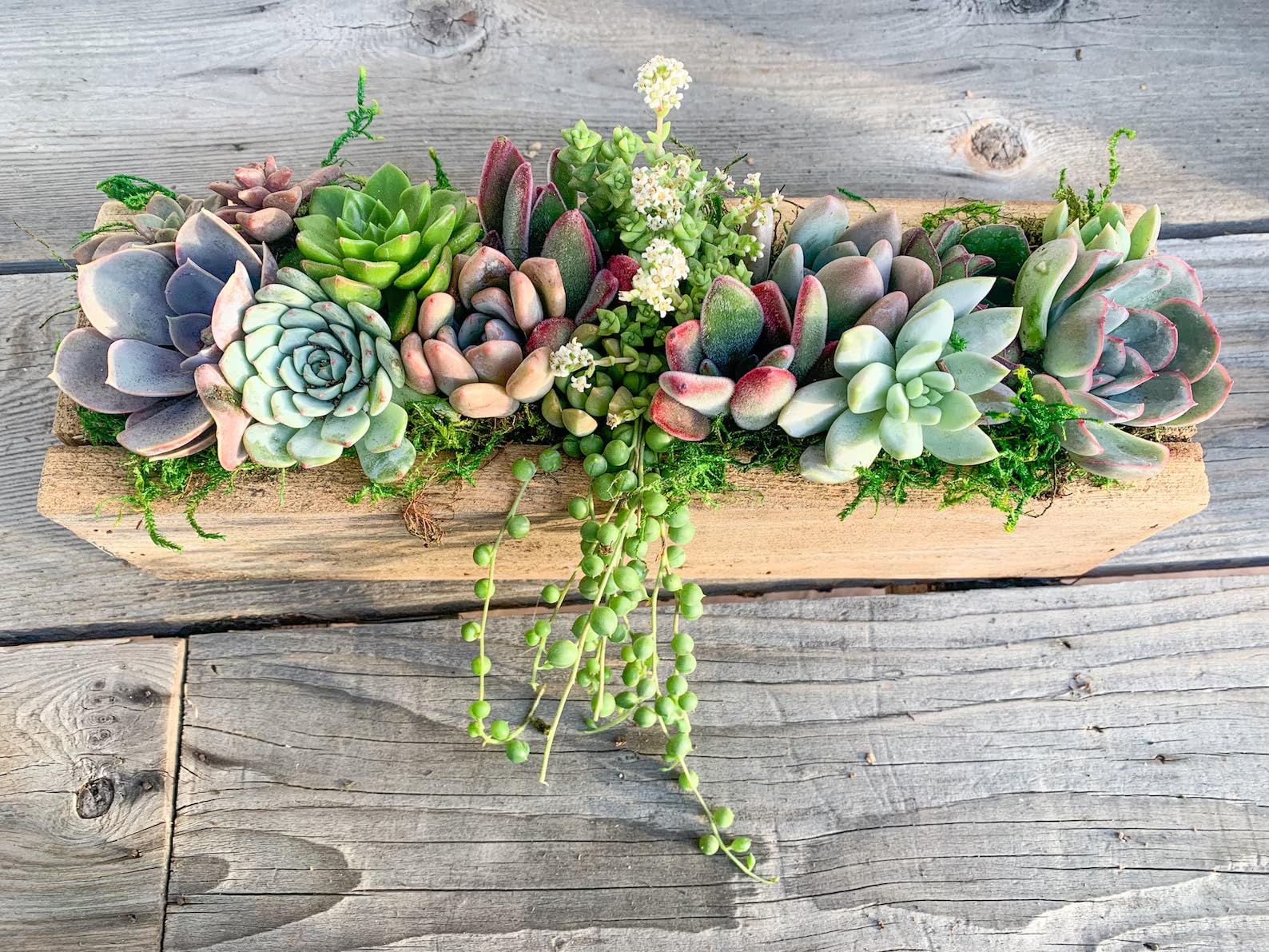 Live Succulent Arrangement Planter - Real Succulents in Wooden Garden Box (15