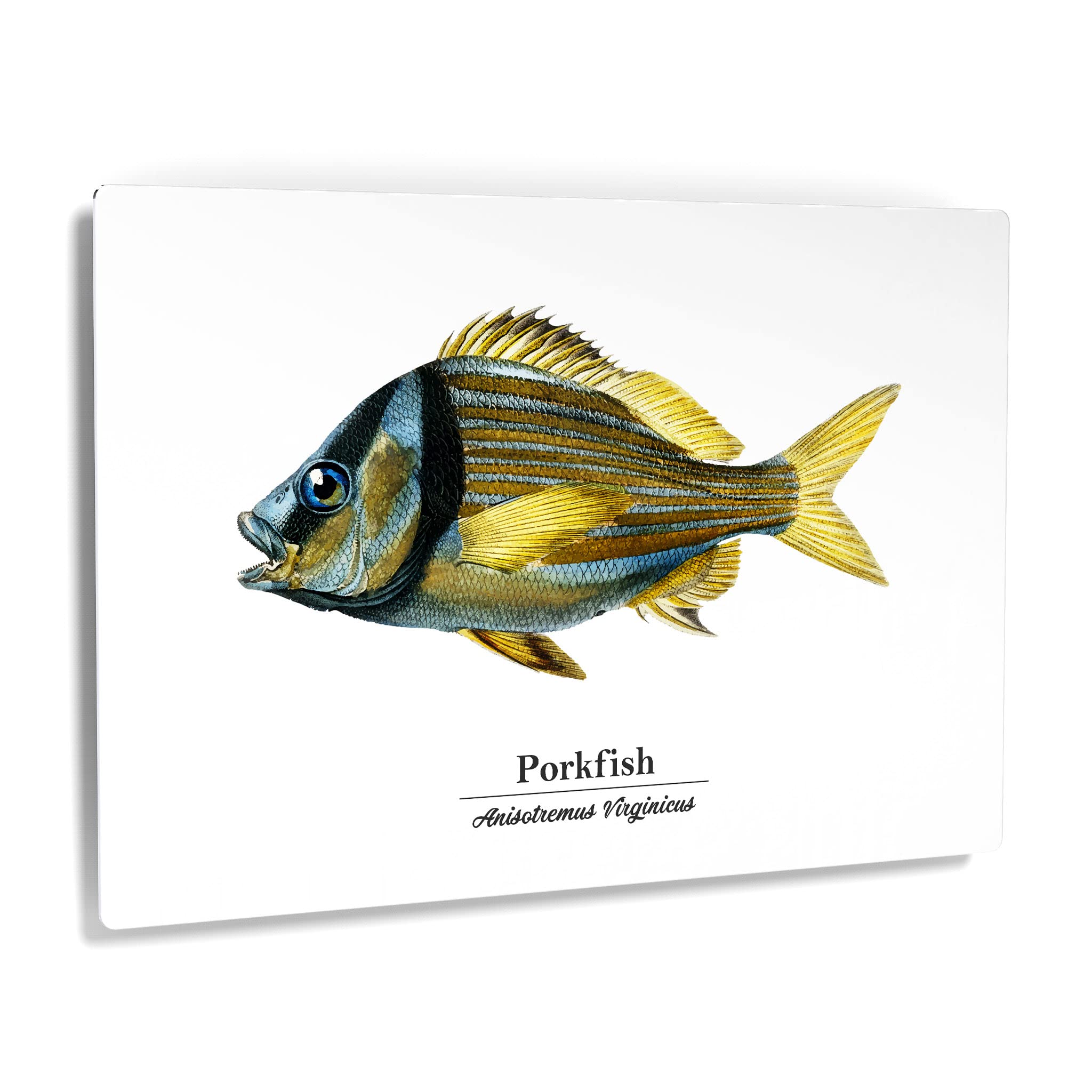 Smile Art Design Porkfish Anisotremus Virginicus Metal Wall Art - 30x40 Inch Ocean Themed Fish Painting for Coastal Decor, Nautical Bedroom, Living Room & Kids Room - Made in USA | Perfect for Beach House, Fishing Lodge & Marine Lover's Home Decor