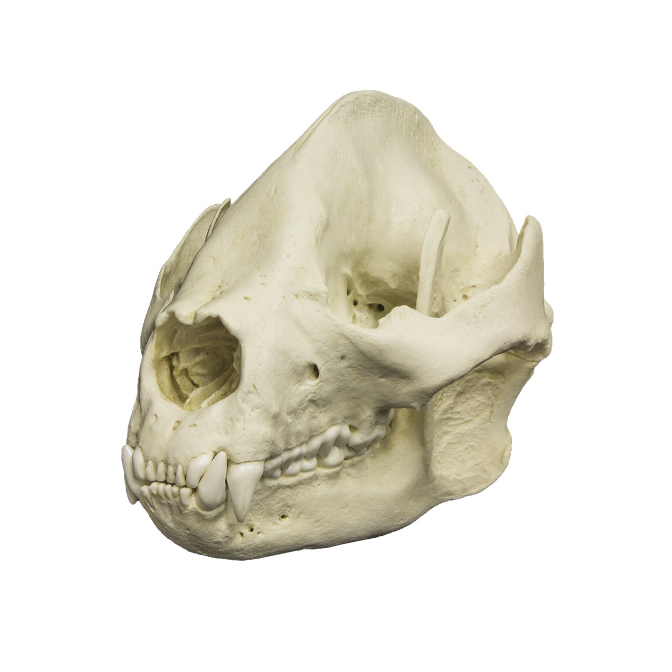 Giant Panda Skull Replica - Lifelike Adult Size Animal Skull Model for Home Decor, Halloween Props, and Educational Displays