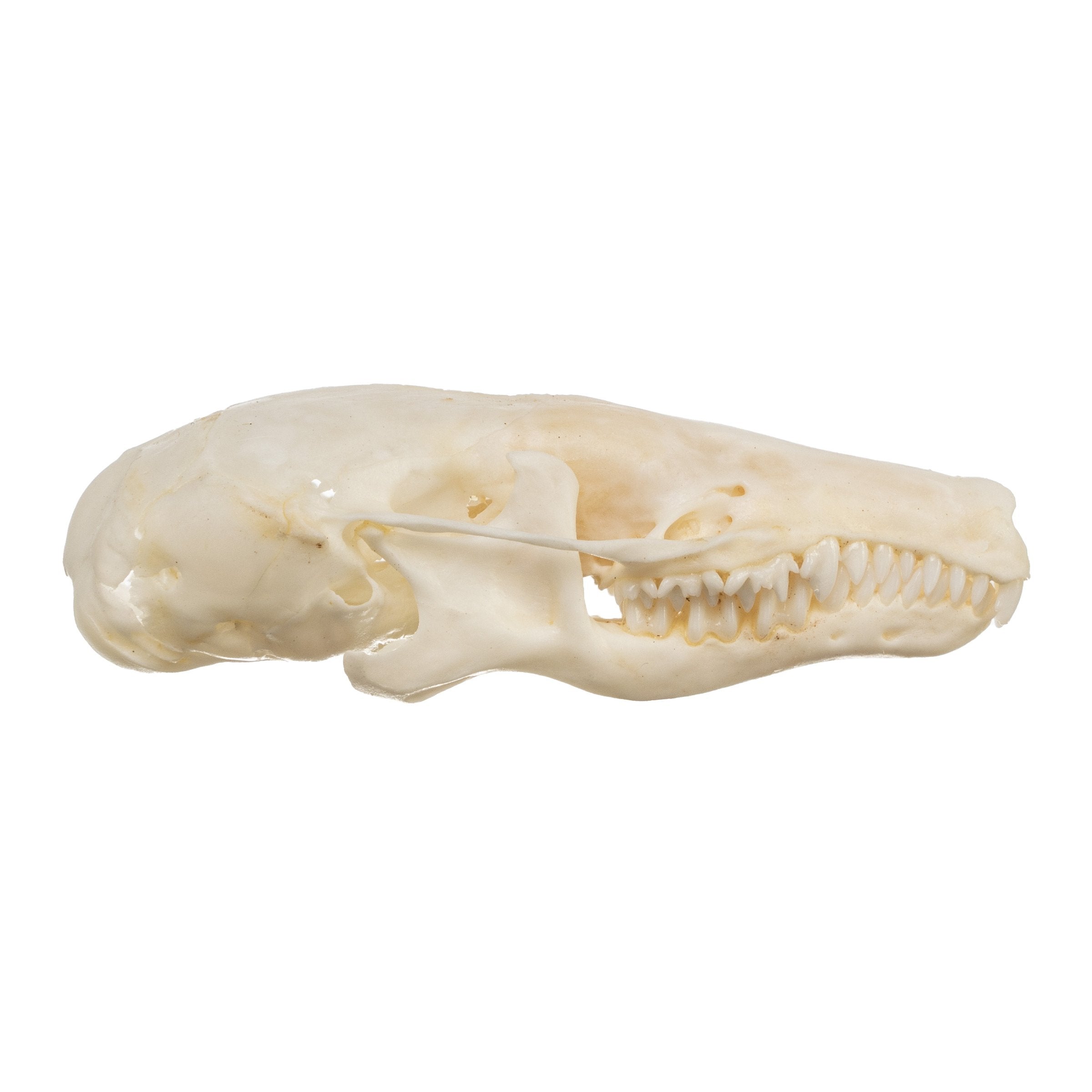 Authentic Townsend's Mole Skull - High-Quality Animal Specimen for Science Education, Taxidermy & Collectors | Perfect for Biology Classrooms, Museum Displays & Oddity Collections
