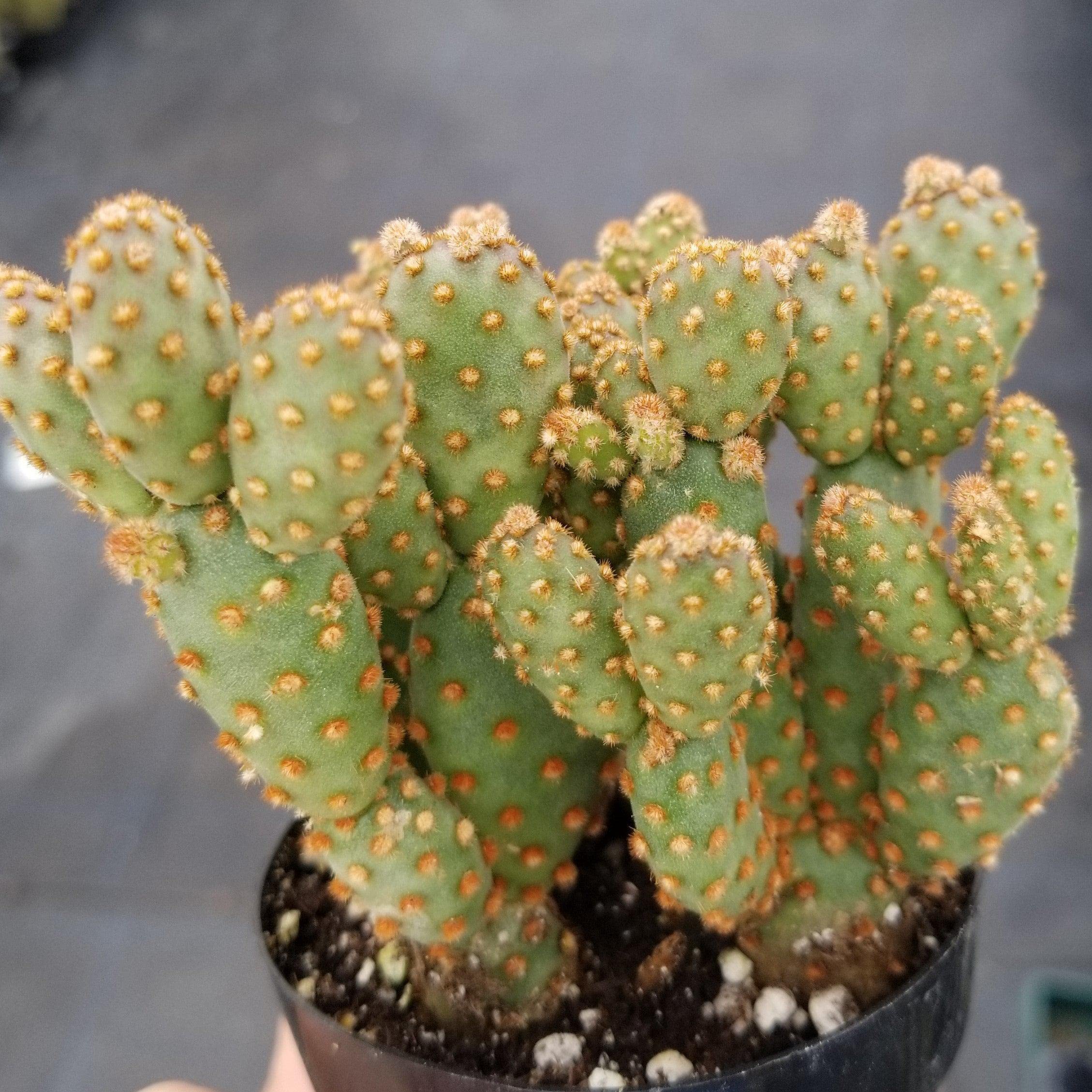 Opuntia Rufida Minima Monstrose Cactus - Rare Live Succulent Plant for Home Decor, Office Desk & Terrarium | Easy Care Indoor Cactus for Beginners