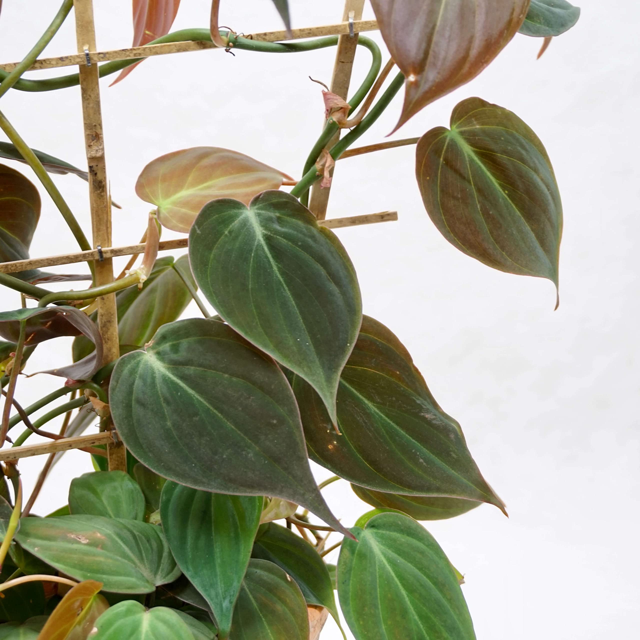 Philodendron Micans - 3 Live Plants in 4 Inch Growers Pots - Air Purifying Indoor Houseplant for Home, Office & Gift - Easy Care Tropical Plant from Florida