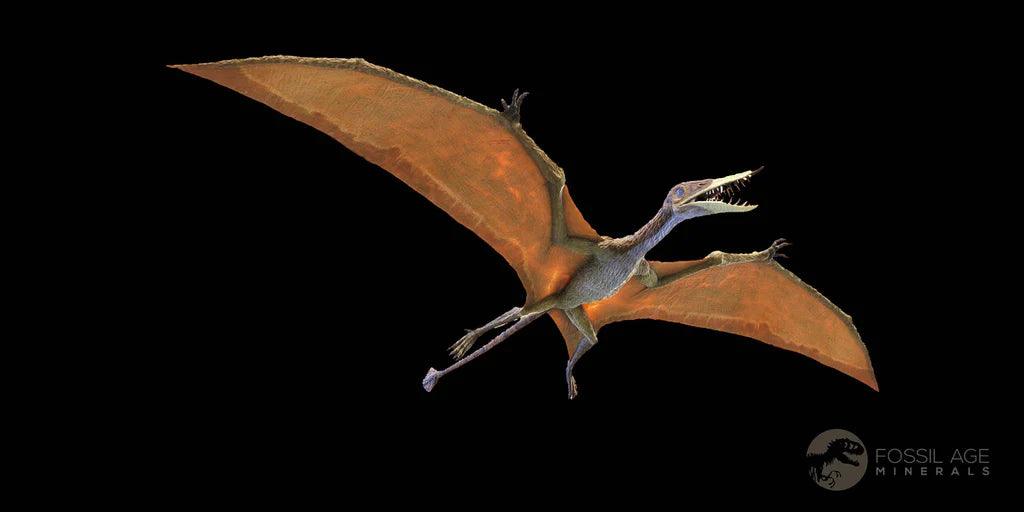 Authentic Pterosaur Tethydraco Regalis Fossil Bone - Upper Cretaceous Era - Morocco - Includes Stand & COA - Perfect for Paleontology Collections & Home Decor