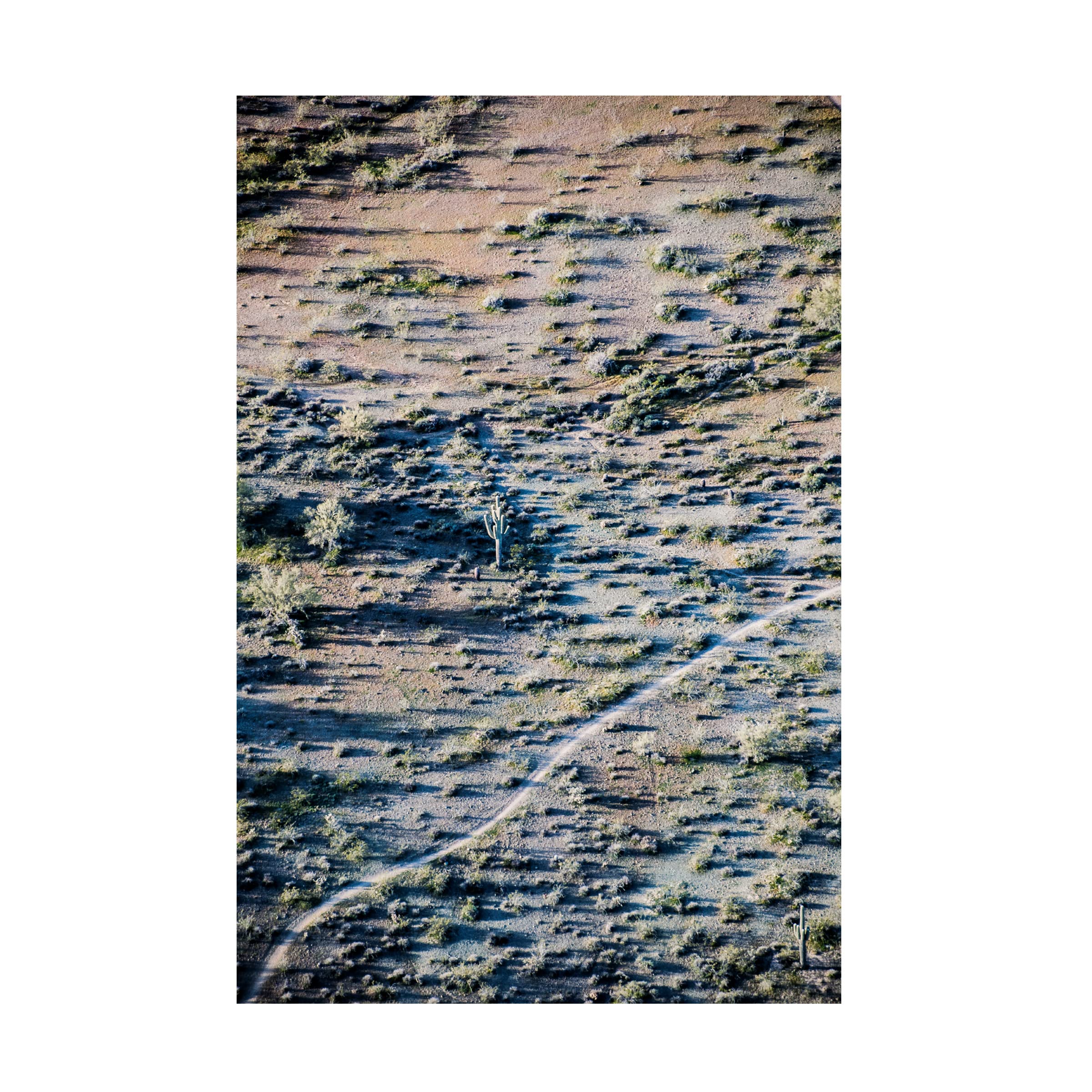 Blue Palomino 'Topography Cactus' Canvas Wall Art Print - Modern Desert Landscape Painting for Living Room, Bedroom & Office Decor