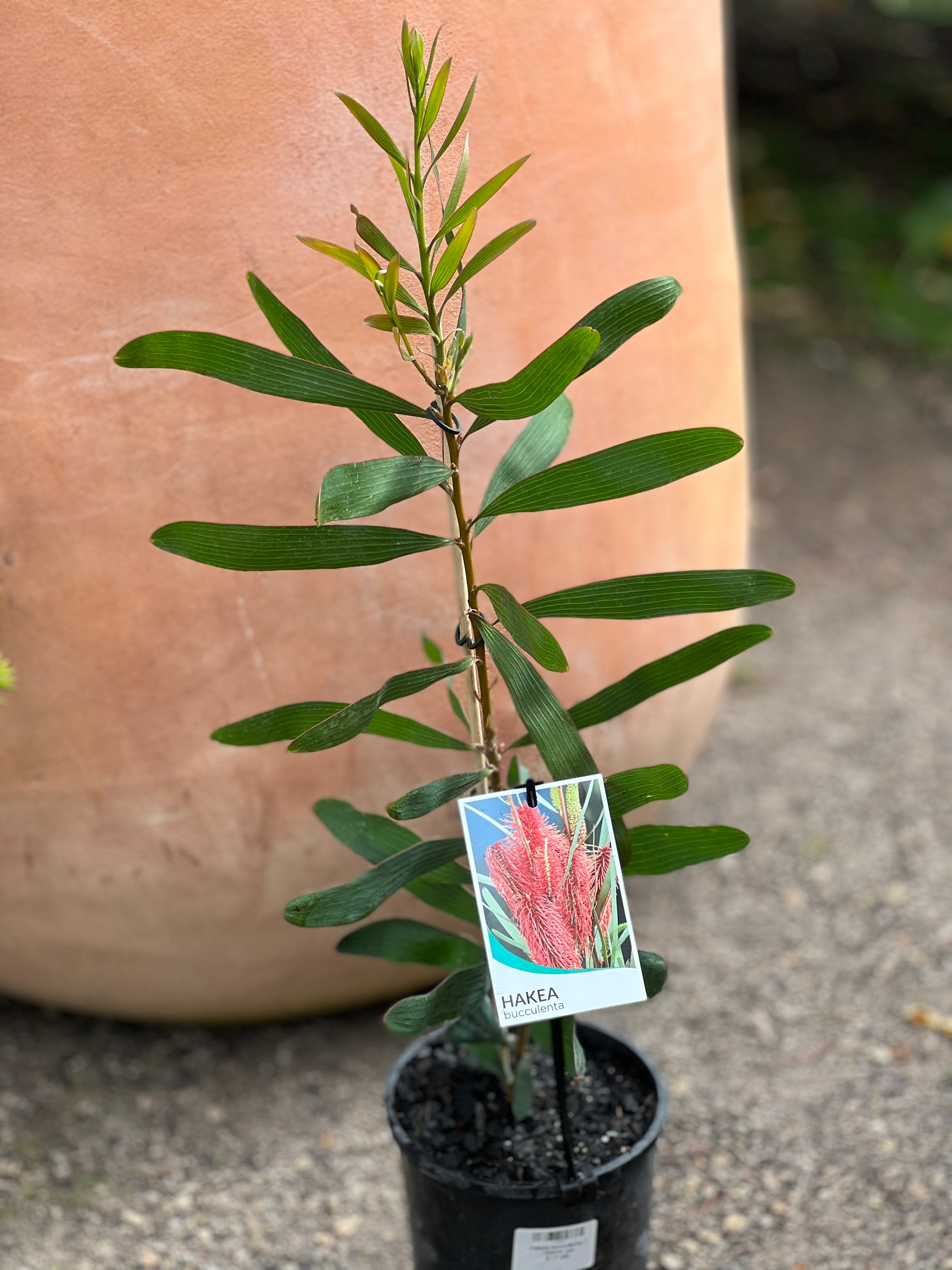 Hakea Bucculenta Plant - Rare Australian Native Shrub with Unique Foliage for Landscaping and Garden Decor
