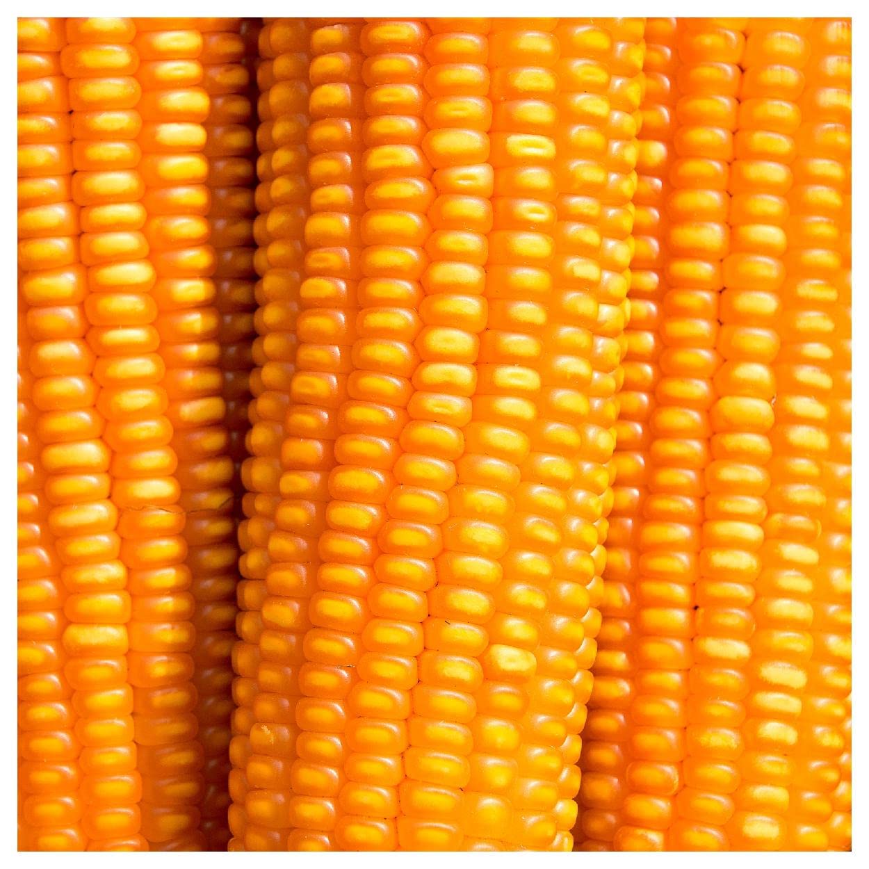 Everwilde Farms - 1 Pound Reid's Yellow Dent Open Pollinated Corn Seeds - Non-GMO, Heirloom, High Yield - Perfect for Home Gardening, Farming & Sustainable Agriculture