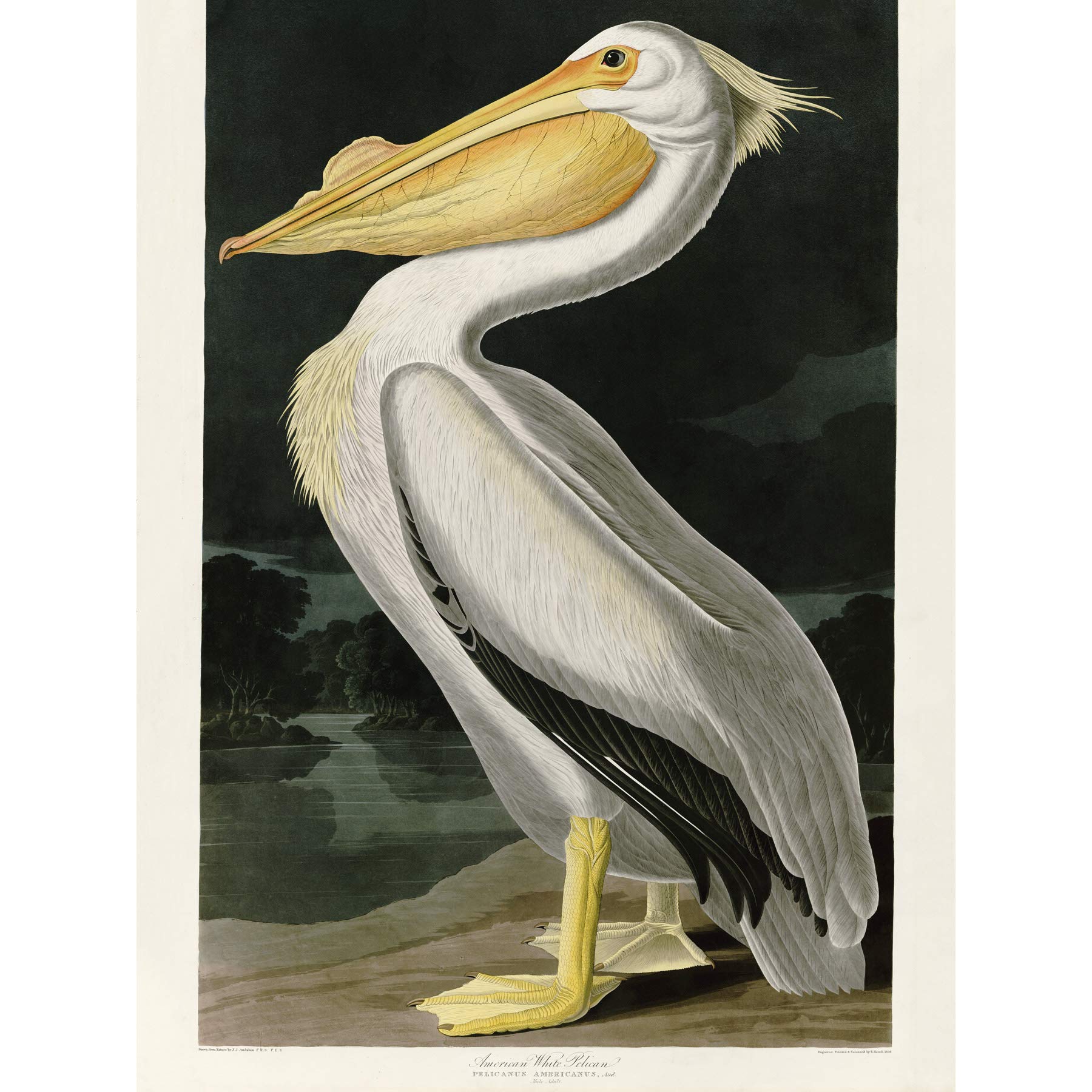 Artery8 Audubon Birds White Pelican Painting - Large 18x24 Inch Wall Art Poster Print on Thick Paper - Perfect for Living Room, Bedroom & Office Decor