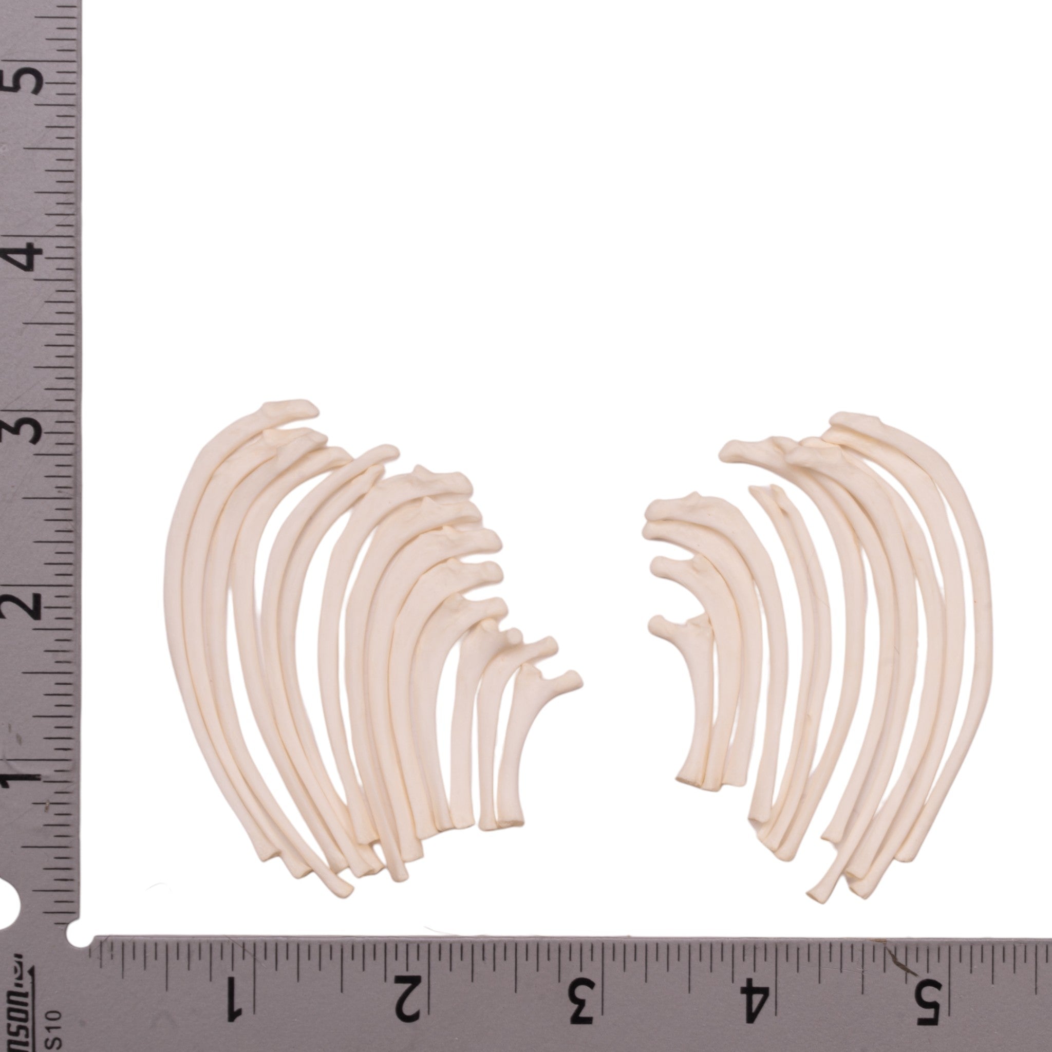 Premium Real Domestic Cat Ribs Set - Natural Chew Toy for Cats, Dental Health & Stress Relief - Perfect for Indoor Play & Training