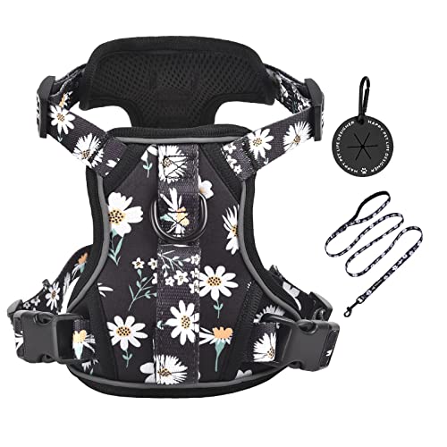 Black Daisy