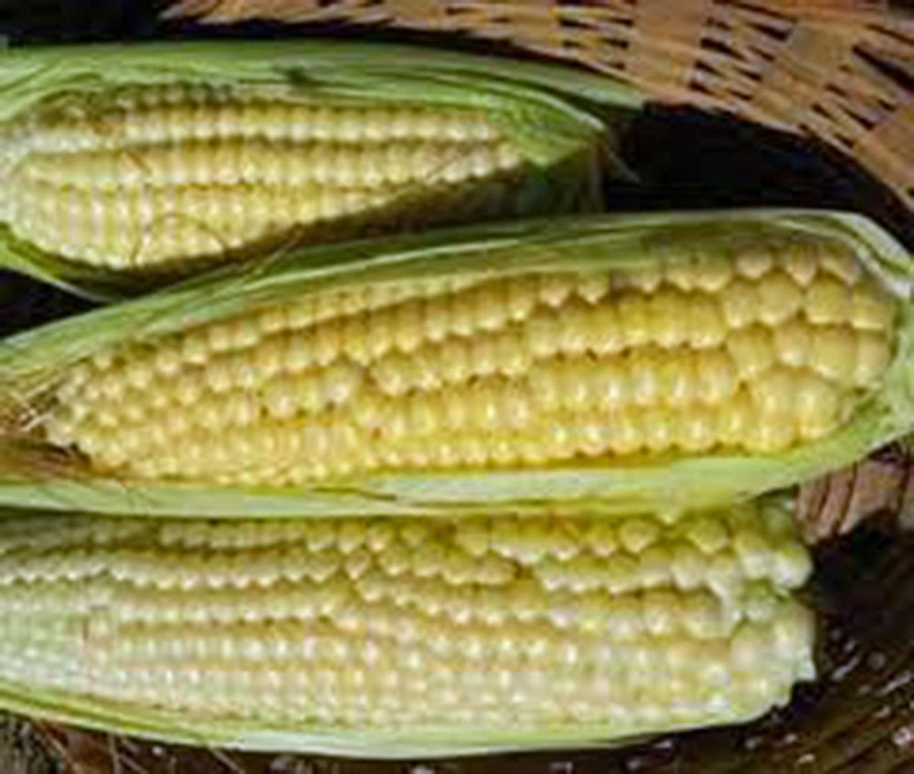Non-GMO Heirloom Corn Seed Garden Collection - 6 Top Varieties by Country Creek Acres for Home Gardening & Sustainable Farming