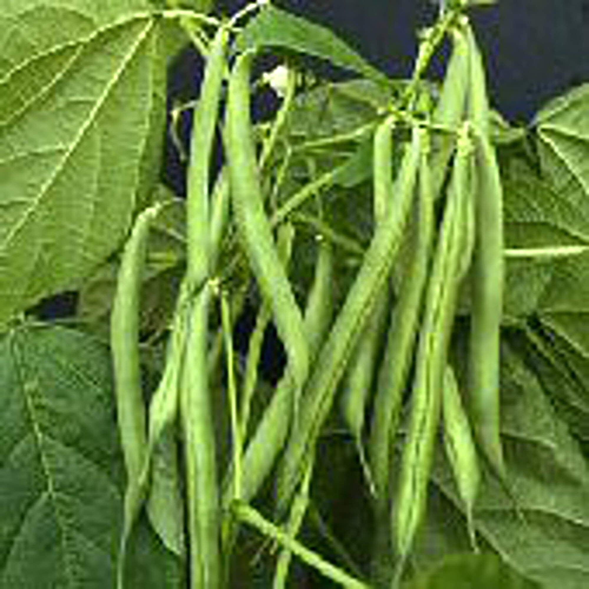 Organic Derby Bush Beans Seeds (25+ Seeds) - Non-GMO Heirloom Vegetable Seeds for Home Gardening | Perfect for Backyard Planting, Container Gardens & Sustainable Farming