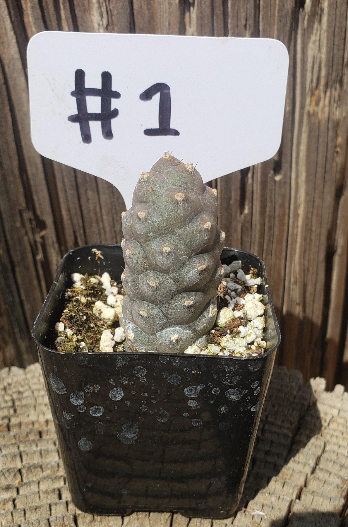 #1 Tephrocactus Articulatus Cactus - Rare Succulent Plant for Home & Office Decor, Gardening Gifts