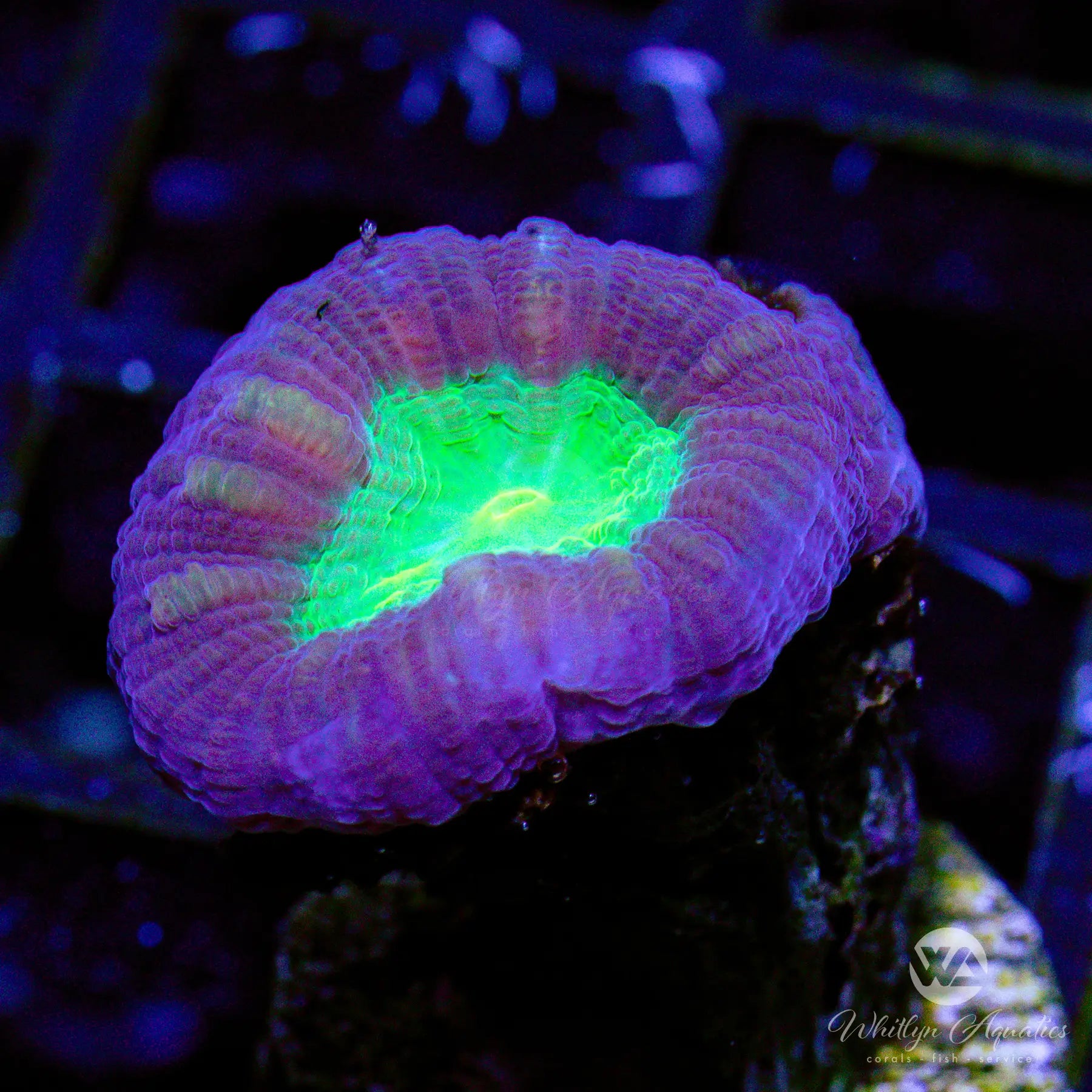 C4 Purple & Green Trumpet - Premium Artificial Coral for Saltwater Aquarium Decor | Perfect for Reef Tanks, Fish Tanks & Marine Aquascaping