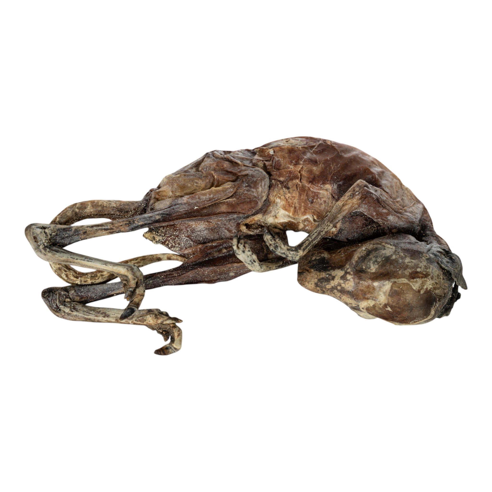 Real Preserved Kangaroo Fetus Specimen - Unique Collectible for Science Education, Taxidermy, and Home Decor