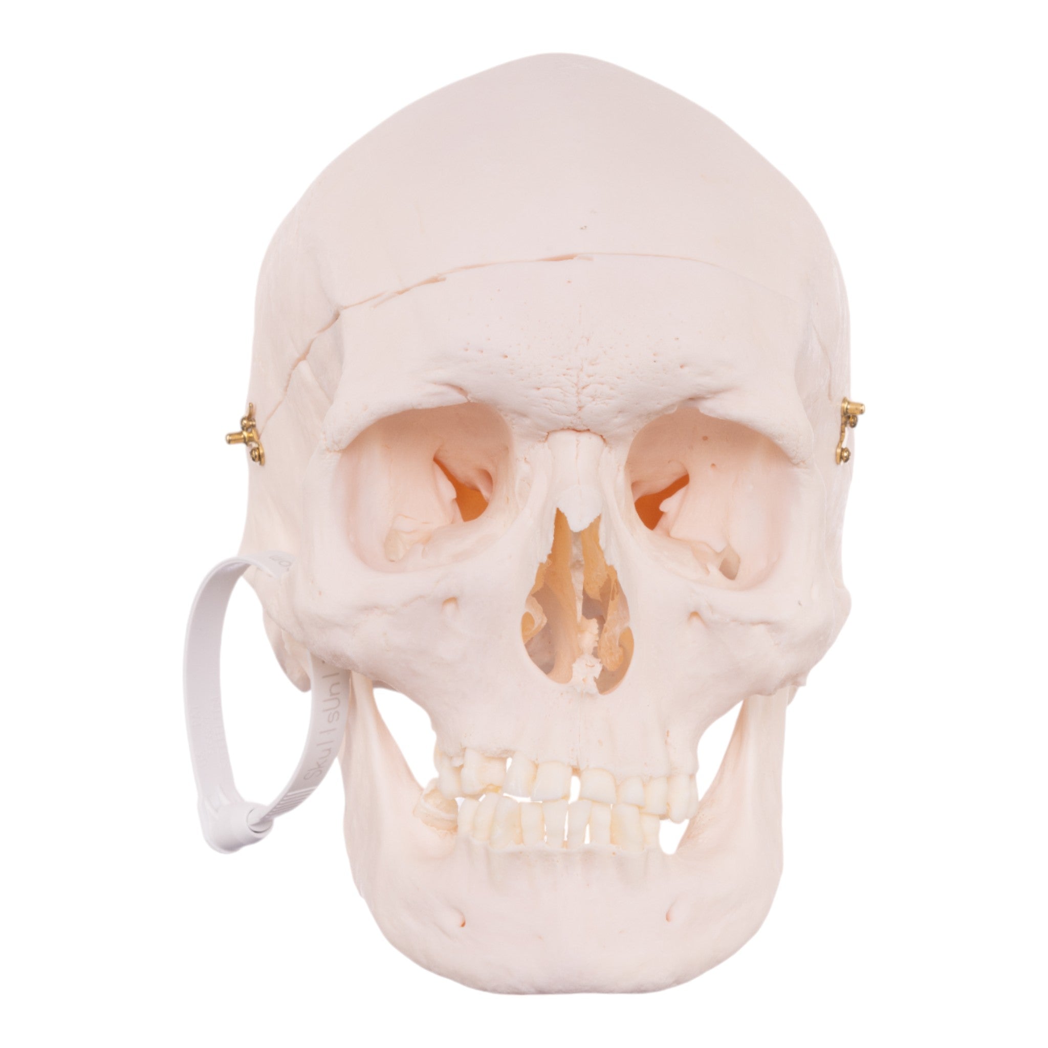 Authentic Human Skull Model for Medical Research & Education - Perfect for Anatomy Studies, Classroom Demonstrations & Halloween Decor