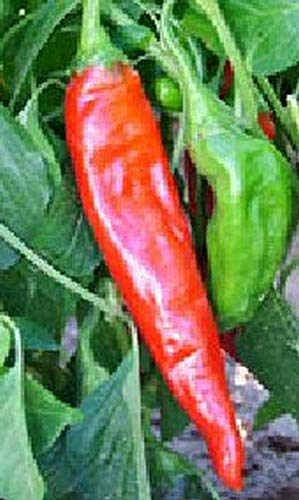 Sandia Pepper Seeds - Hot New Mexico Long Green Chili Pepper (50 Seeds) - Perfect for Home Gardening, Cooking & Spicy Recipes