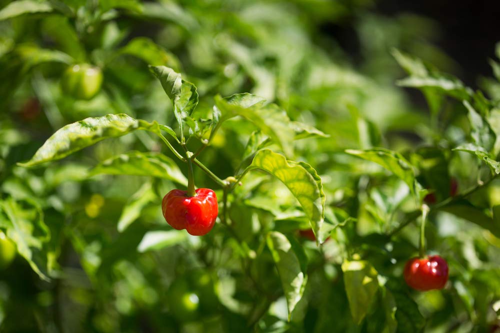 Premium Caribbean Red Habanero Hot Pepper Seeds - 25 Heirloom Non-GMO Seeds (Capsicum chinense) by Isla's Garden - Perfect for Spicy Cooking, Home Gardening & DIY Hot Sauce Making