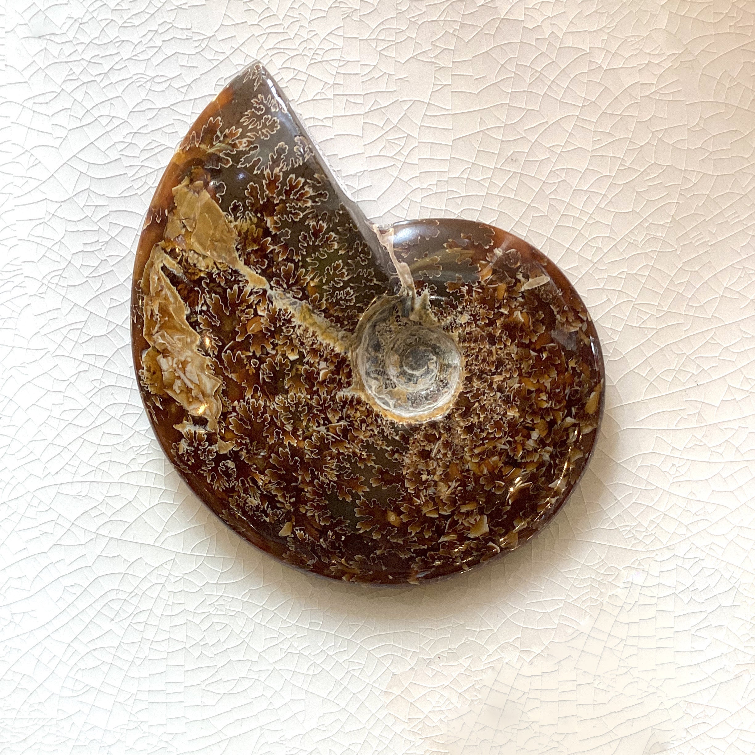 Authentic Ammonite Fossil Specimen - Natural Whole Ammonite Shell for Collectors, Home Decor & Gifts | Perfect for Geology Enthusiasts, Office Display & Educational Use
