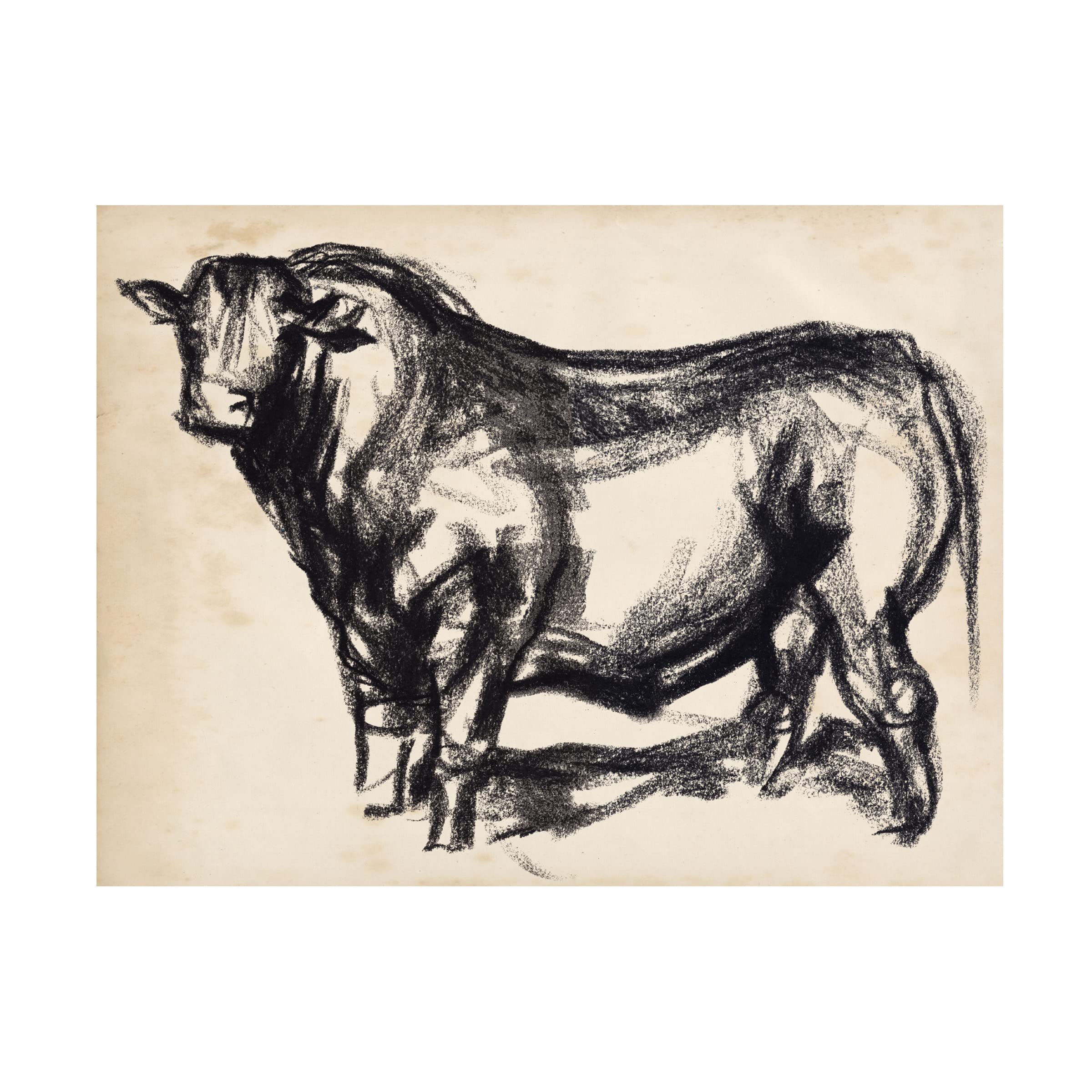 Black Angus II Canvas Art Print by Jennifer Paxton Parker - Premium Trademark Fine Art Wall Decor for Living Room, Bedroom & Office