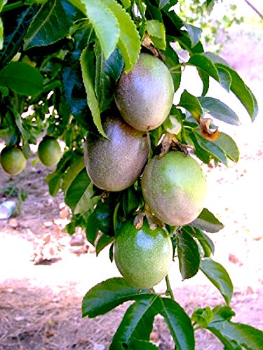 Passiflora 'Frederick' Edible Purple Passion Flower Fruit Vine - Live Tropical Plant for Home Garden | Grow Your Own Exotic Fruits | Perfect for Landscaping, Backyard Orchard & Fresh Smoothies