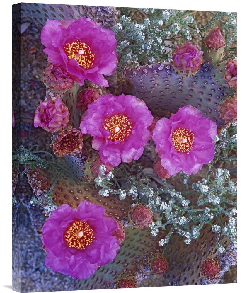 Tim Fitzharris Beavertail Cactus Flowering Canvas Print - North America Desert Wall Art Decor | Gallery Wrap Giclee on Canvas | Perfect for Living Room, Bedroom & Office Decor