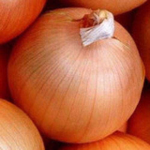 Sweet Yellow Spanish Onion Seeds - 25 Count Packet for Home Garden Planting | Perfect for Fresh Salads, Cooking & Organic Gardening