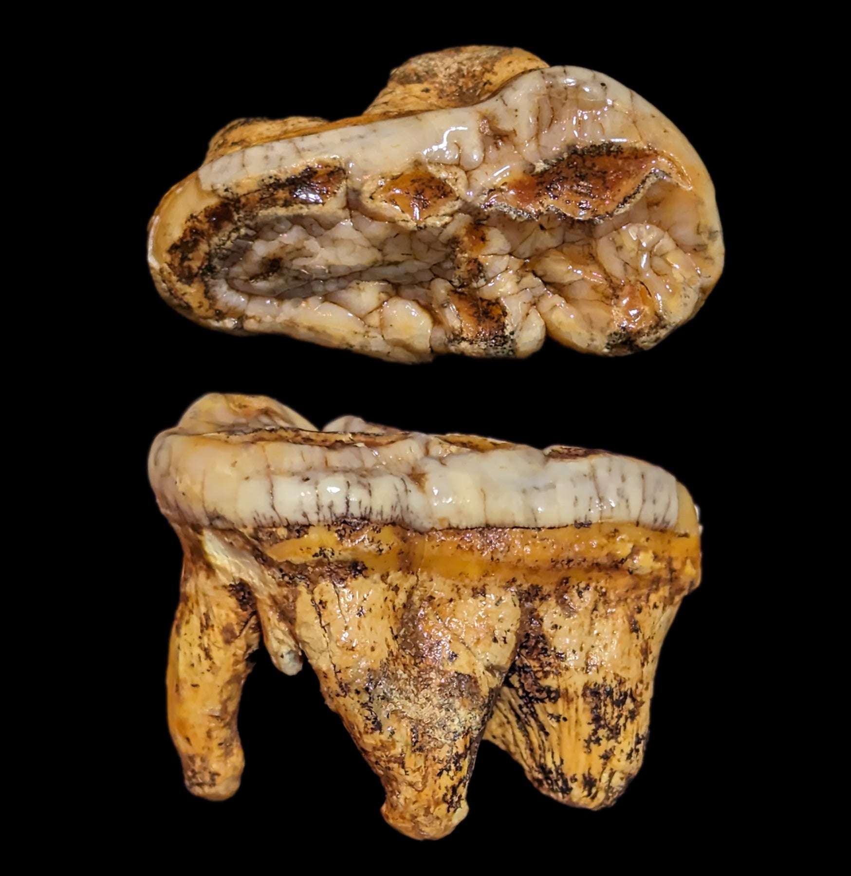 Authentic Fossilized Cave Bear Molar Tooth - Genuine Ice Age Relic for Collectors, Paleontology Study & Unique Home Decor