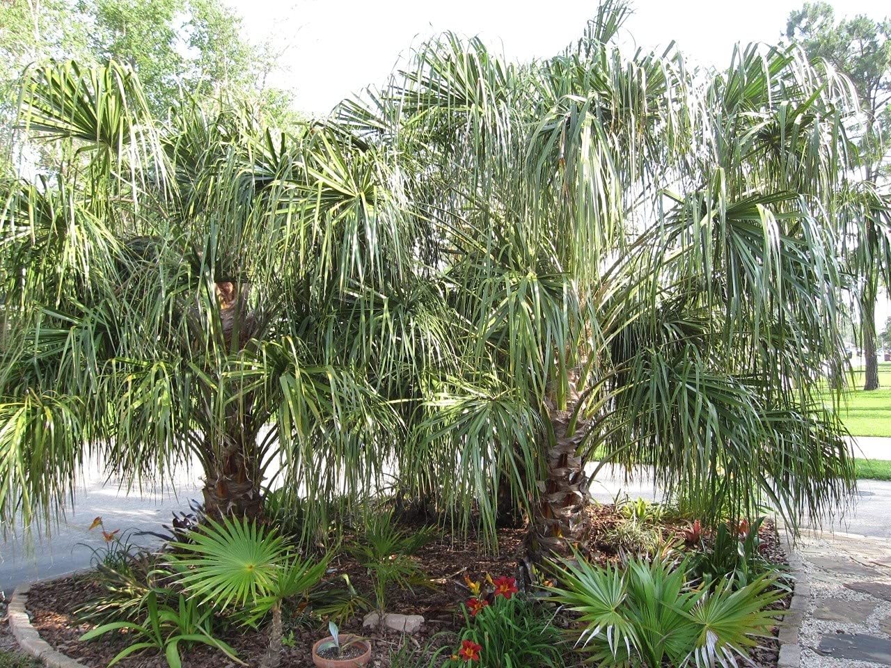 Livistona Decora Ribbon Palm - 3 Gallon Live Plant - Rare Florida Ornamental Palm for Indoor & Outdoor Decor