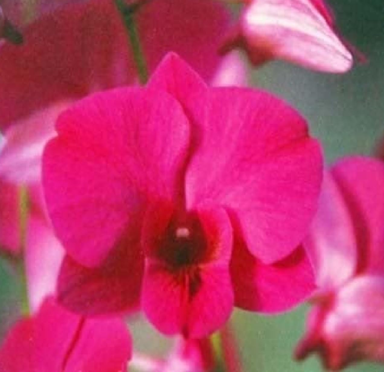 Hawaiian Dendrobium Orchid Starter Plants - 3 Pack F3 for Home Garden, Office Decor & Gift Giving