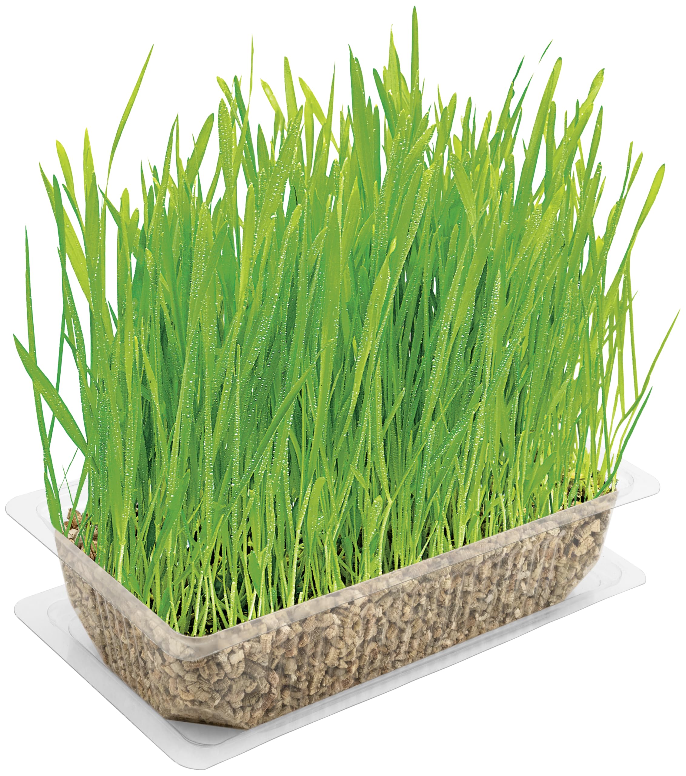 Vitakraft Cat Grass Toy for Indoor Cats - Natural & Safe Chewing Fun for Playtime & Dental Health