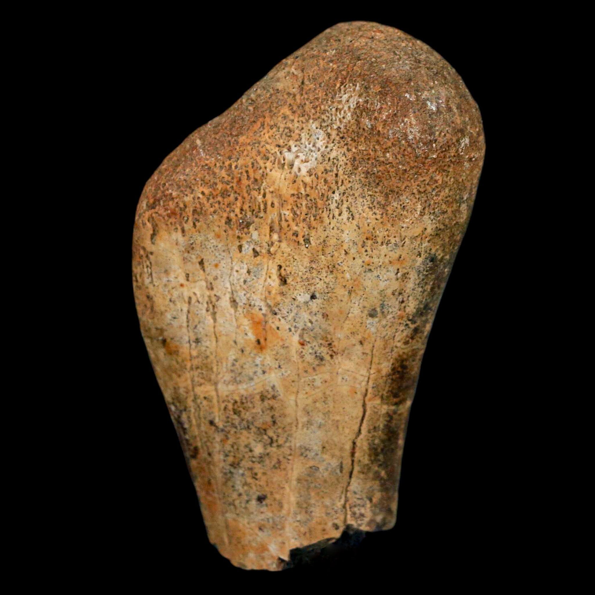 Authentic 2 Edmontosaurus Fossil Finger Bones from Hell Creek Formation - Cretaceous Dinosaur Fossil with COA - Perfect for Paleontology Collections, Educational Displays & Dinosaur Enthusiasts
