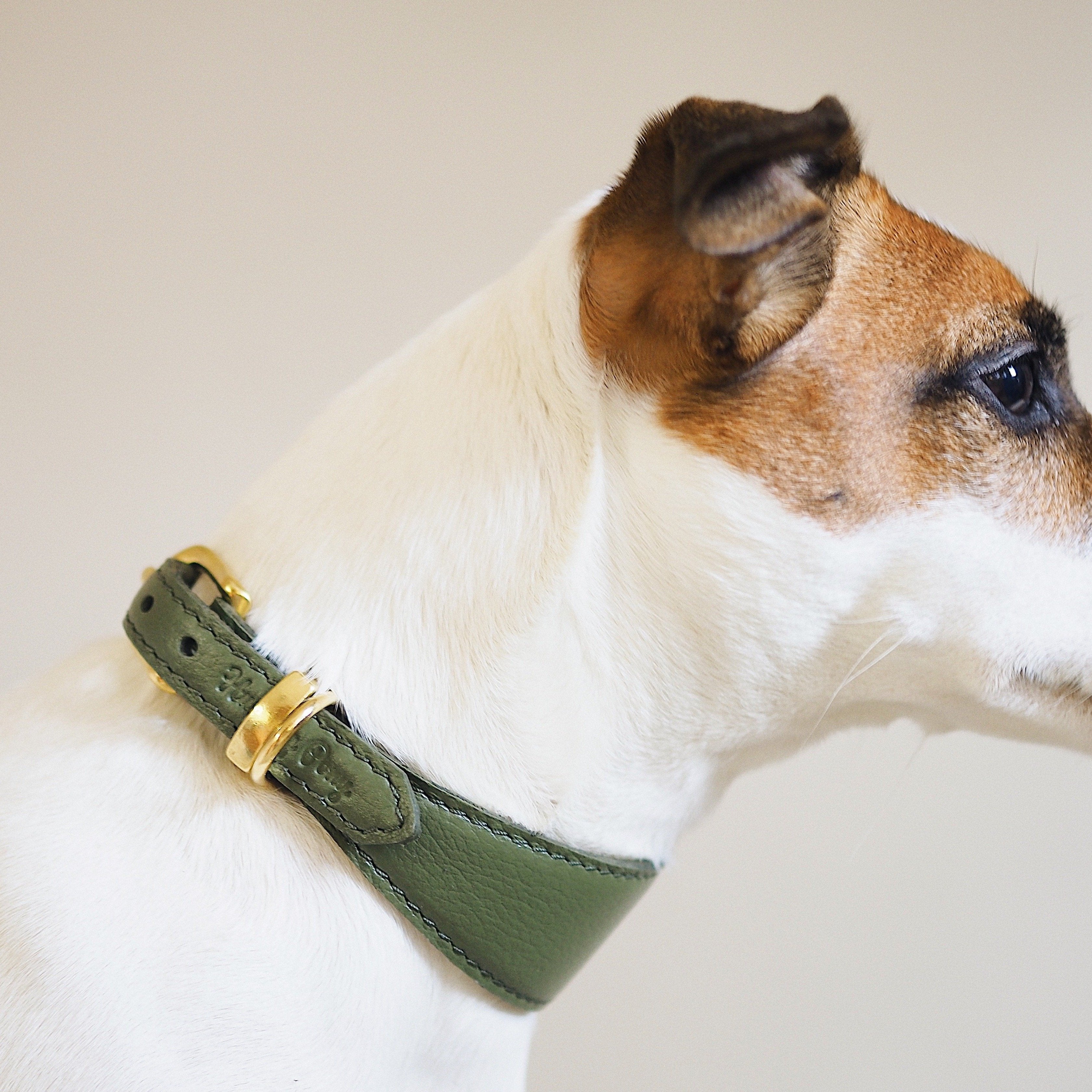 Premium Dog Collar - Herring Green, Adjustable & Durable Pet Collar for Small Medium Large Dogs - Perfect for Walking, Training & Outdoor Adventures
