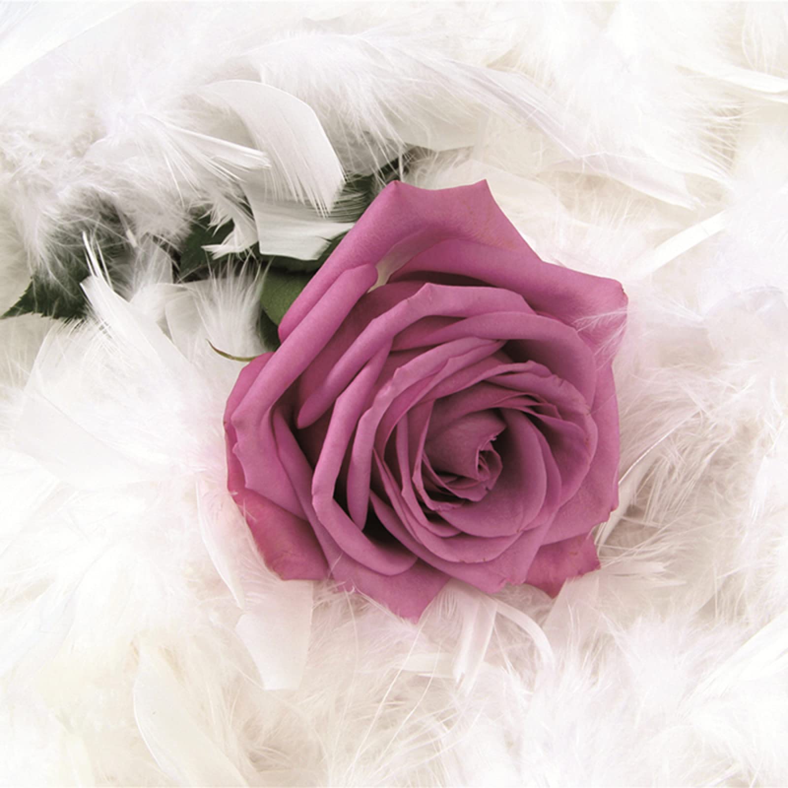 Modern 3D Purple Rose Flower & White Feather Wall Mural Wallpaper - Large Romantic Art Illustration (169.3