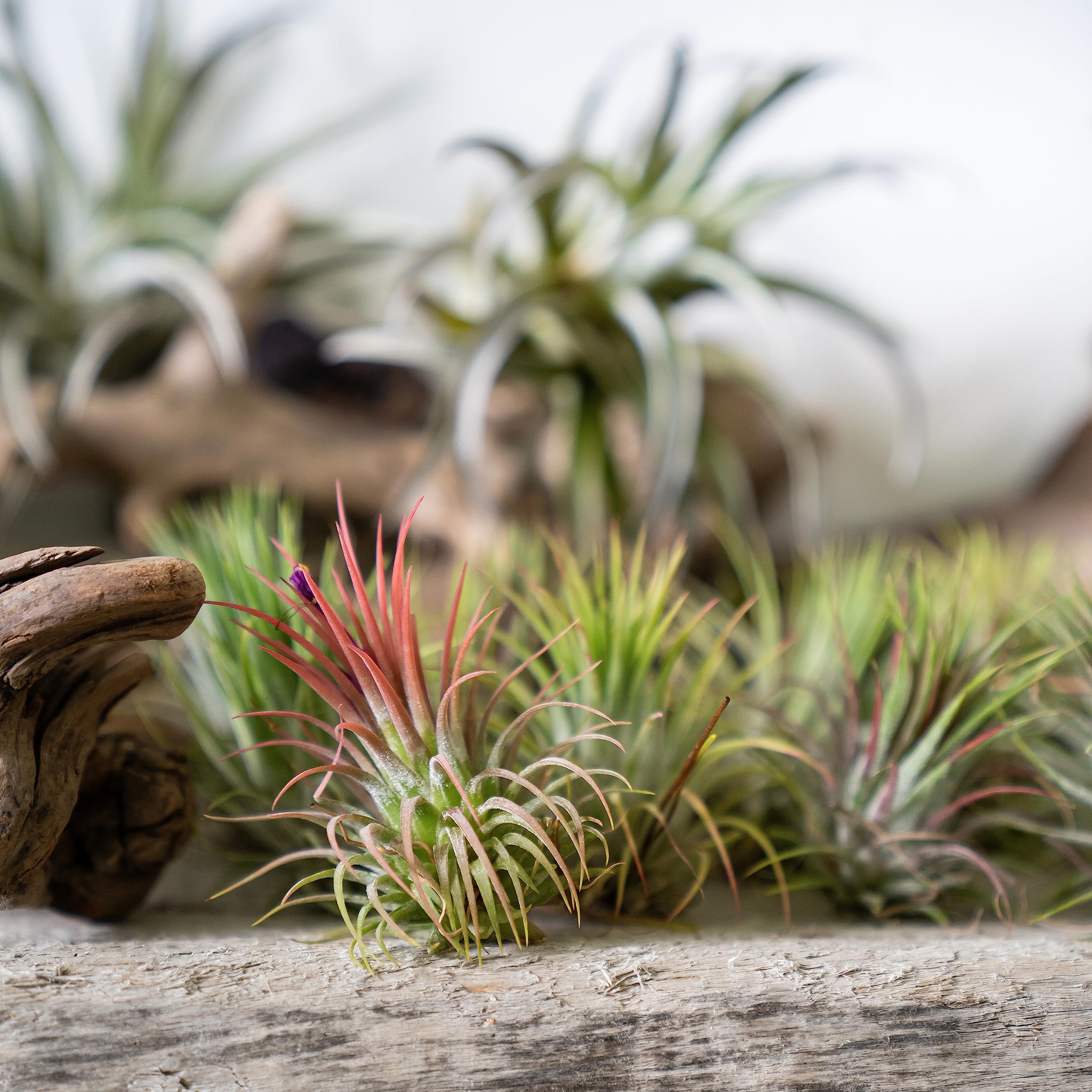 Live Ionantha Tillandsia Air Plants (10 Pack) - Easy Care Indoor Houseplants for Terrariums, Plant Holders & Home Decor | Perfect for Offices, Gifts & DIY Garden Projects