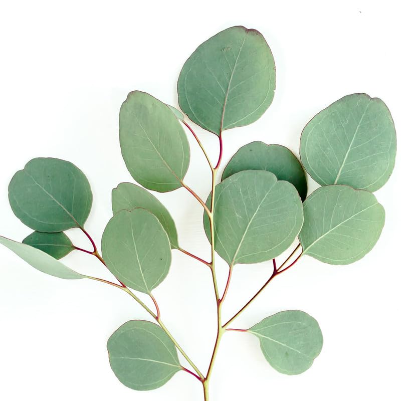 Eucalyptus Mint