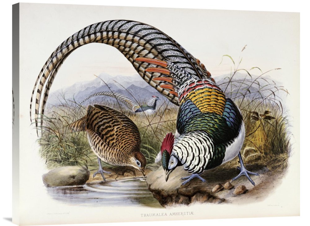 Daniel Giraud Elliot Family of Pheasants Gallery Wrap Canvas Art Print - Premium Giclee Wall Decor for Living Room, Bedroom & Office - 30x40 Inches Ready to Hang