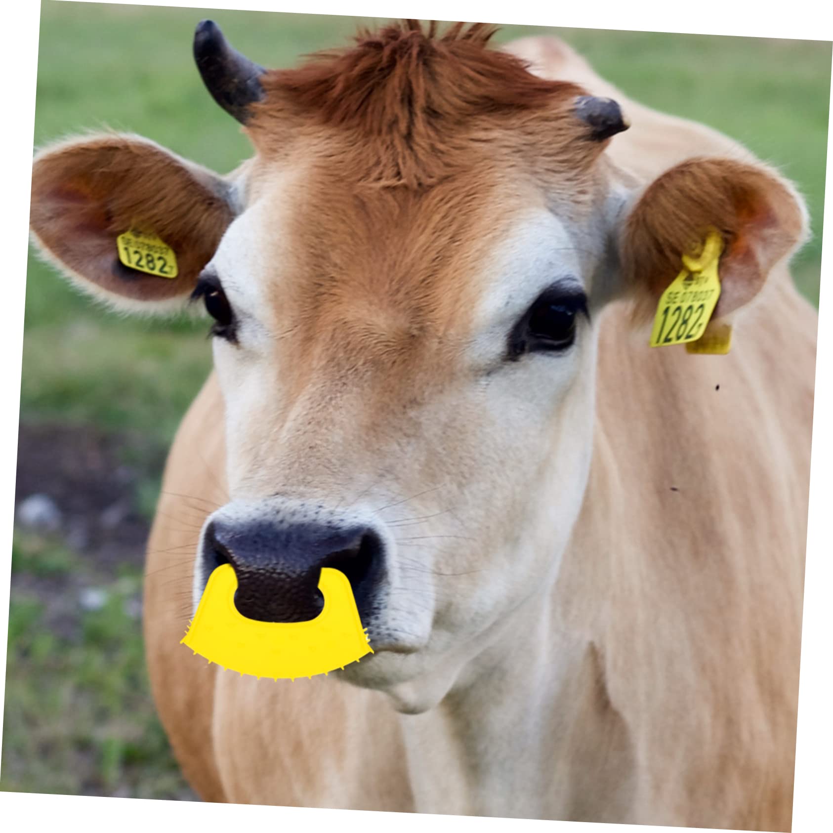 CIMAXIC 40 Pcs Calf Weaner Nose Rings - Anti-Suckling Milk Preventer for Livestock, PP Plastic Bull Nose Clamps - Ideal for Weaning Calves, Dairy Farming & Cattle Management