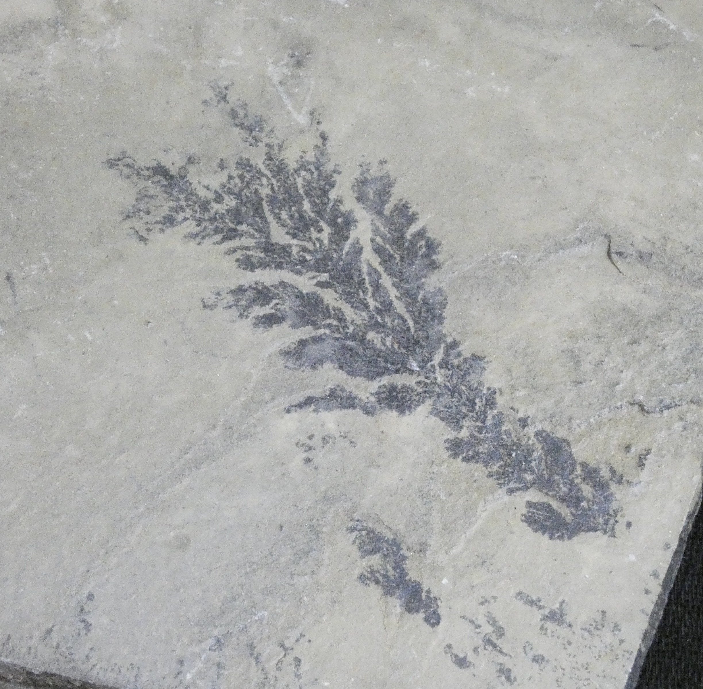 Dendrites in Matrix - Premium Quality Dendrite Crystals for Collectors & Decor | Perfect for Home Display, Science Education & Gift Giving