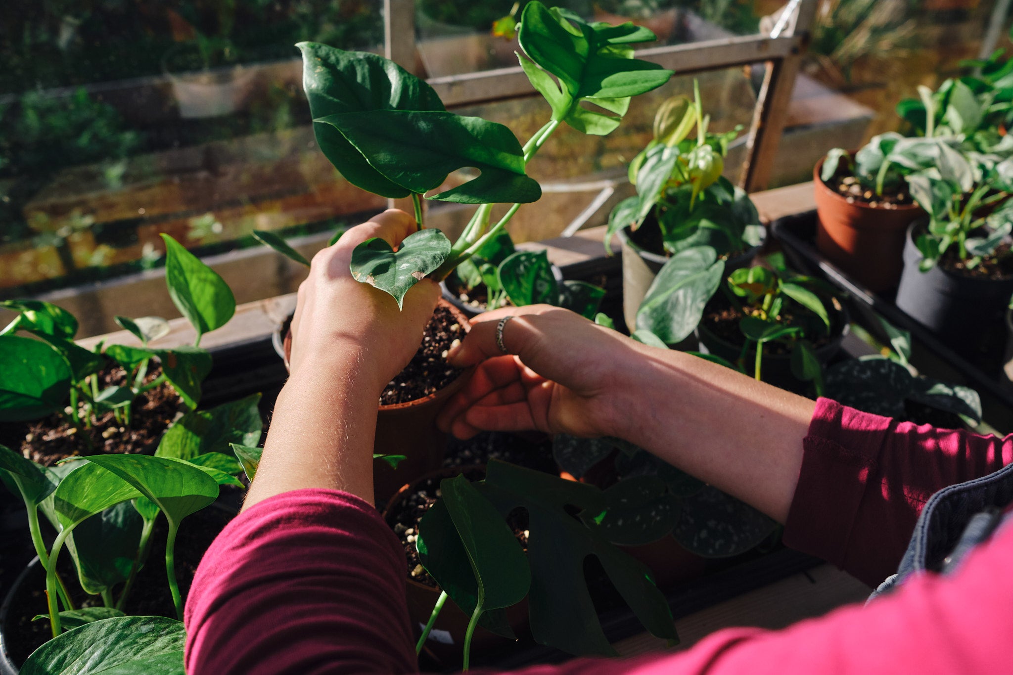 Best Repotting Workshop for Plant Lovers - April 27, 2025 | Learn Plant Care & Potting Techniques for Indoor & Outdoor Gardening