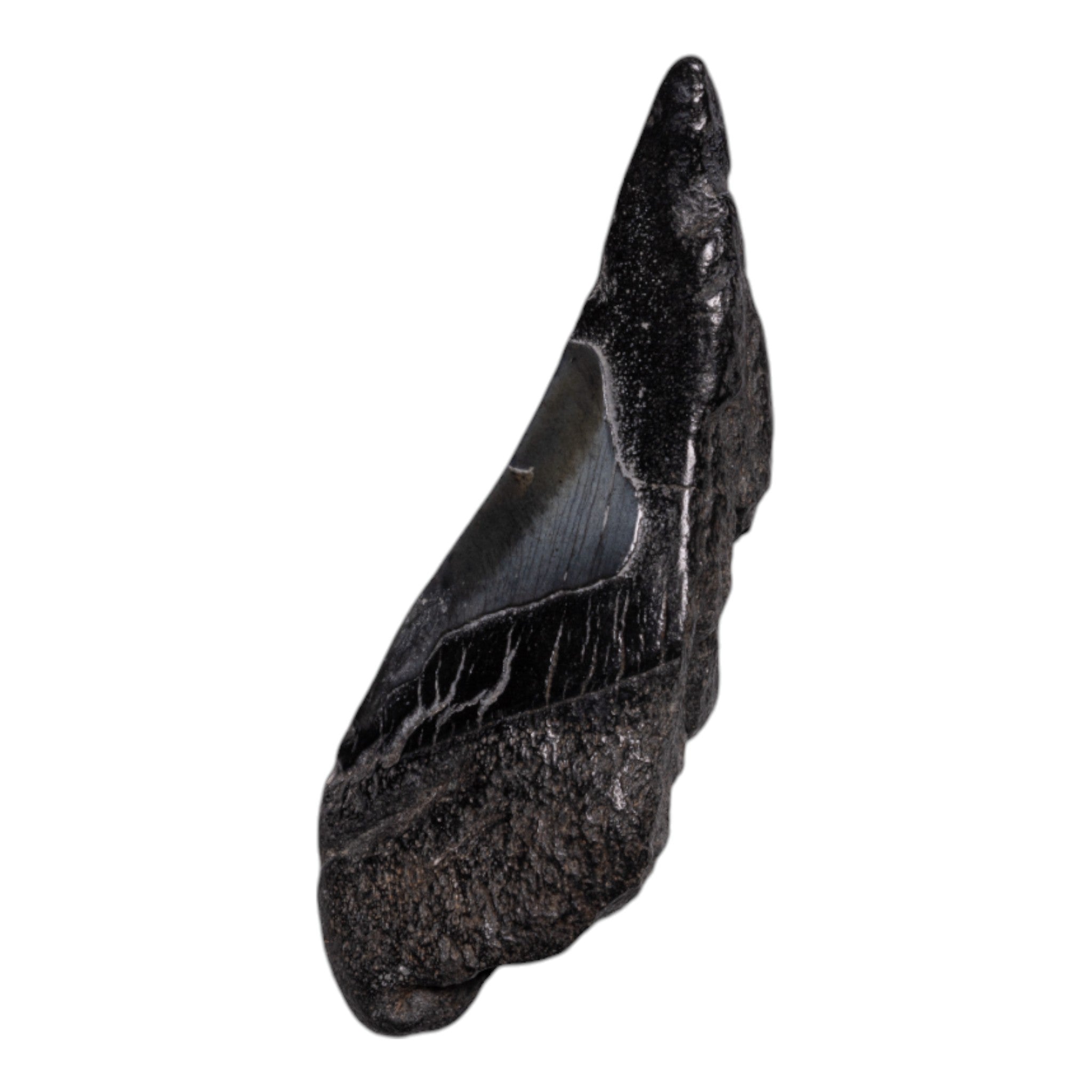 Genuine Megalodon Shark Tooth Fossil - Authentic Half Tooth for Collectors, Jewelry Making & Home Decor | Perfect for Display, Gifts & Paleontology Enthusiasts