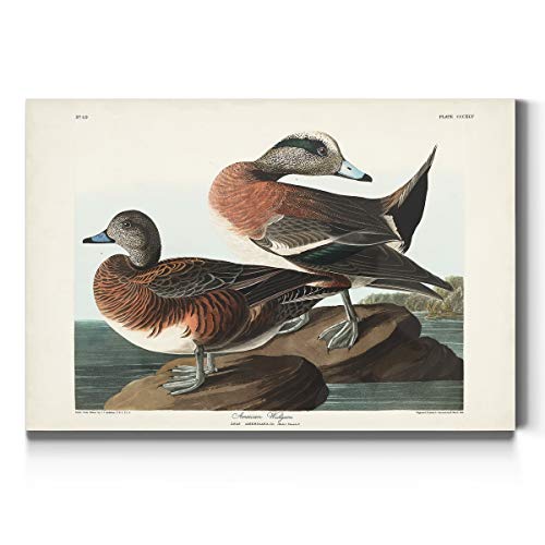Audubon -American Wigeon