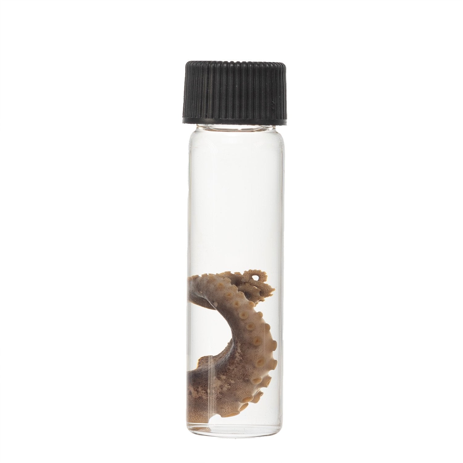 Authentic Real Tentacle Wet Specimen - Preserved Marine Biology Specimen for Science Education & Oddity Collectors | Perfect for Classroom Display, Gothic Decor & Curiosity Cabinets