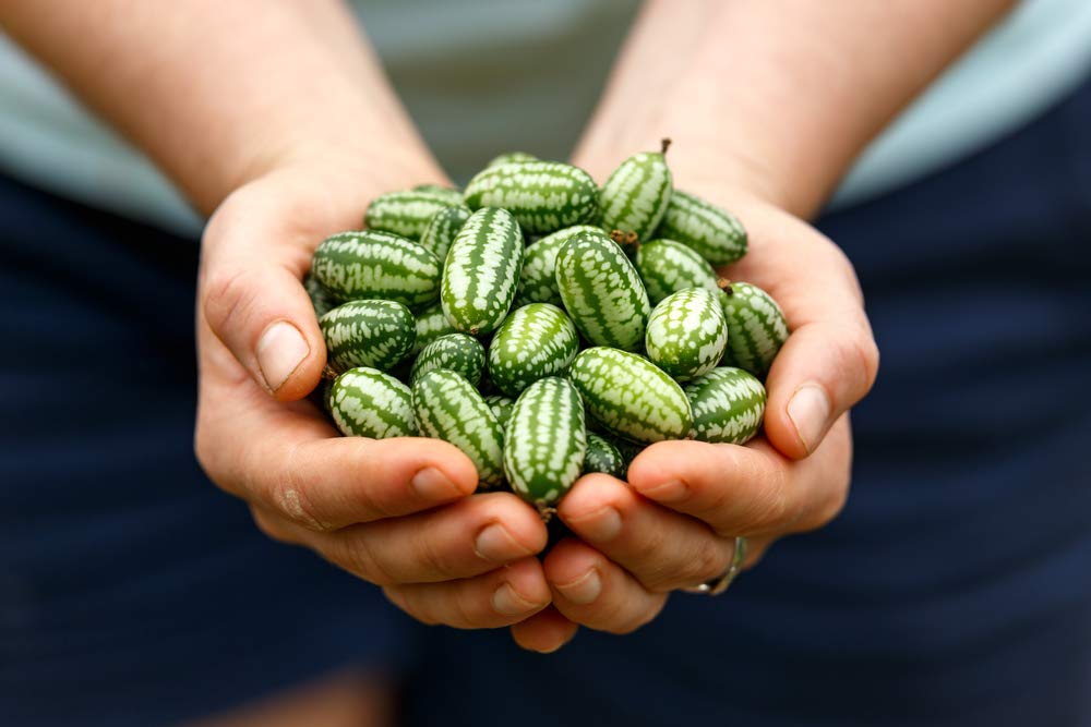 Organic Mouse Melon Seeds (20 Count) - Grow Exotic Cucamelon Fruits | Rare Mexican Sour Gherkin for Home Gardens, Salads & Pickling | Non-GMO Heirloom Seeds for Indoor & Outdoor Planting