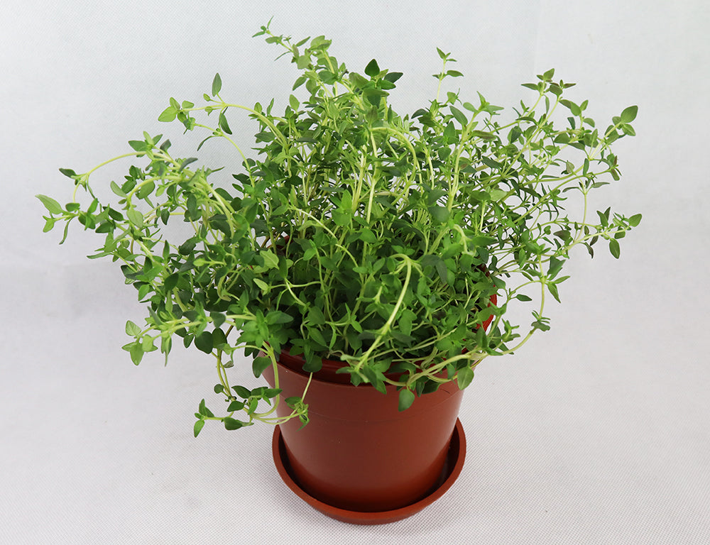 Organic Thyme - Fresh & Fragrant Culinary Herb for Cooking, Seasoning & Tea - Perfect for Soups, Stews, Roasts & Herbal Infusions