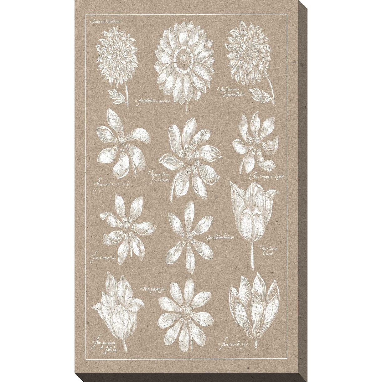 Anemone Plate II (Vertical) Canvas Wall Art Print - Elegant Floral Decor for Living Room, Bedroom & Office