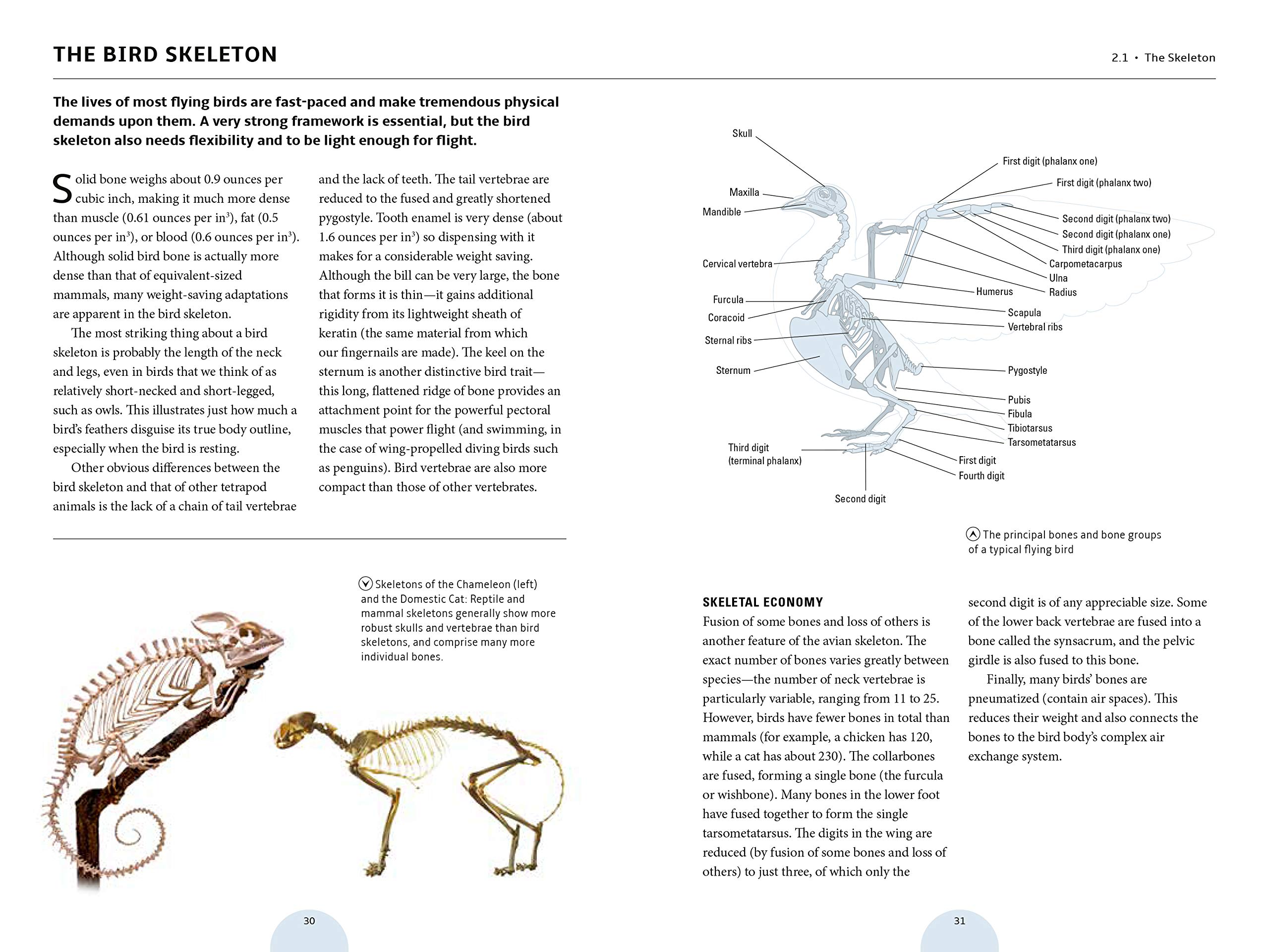 How Birds Work: Illustrated Guide to Bird Anatomy & Function - Bones, Beaks & Flight Mechanics | Birdwatching, Nature Study & Science Education