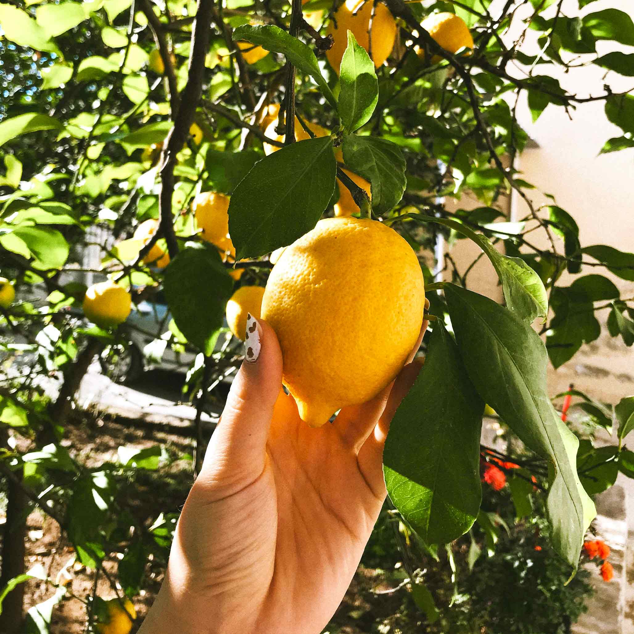 Improved Meyer Lemon Tree - Dwarf Citrus Plant for Home Gardening, Fresh Organic Lemons | Perfect for Indoor Pots, Patio Decor & DIY Recipes