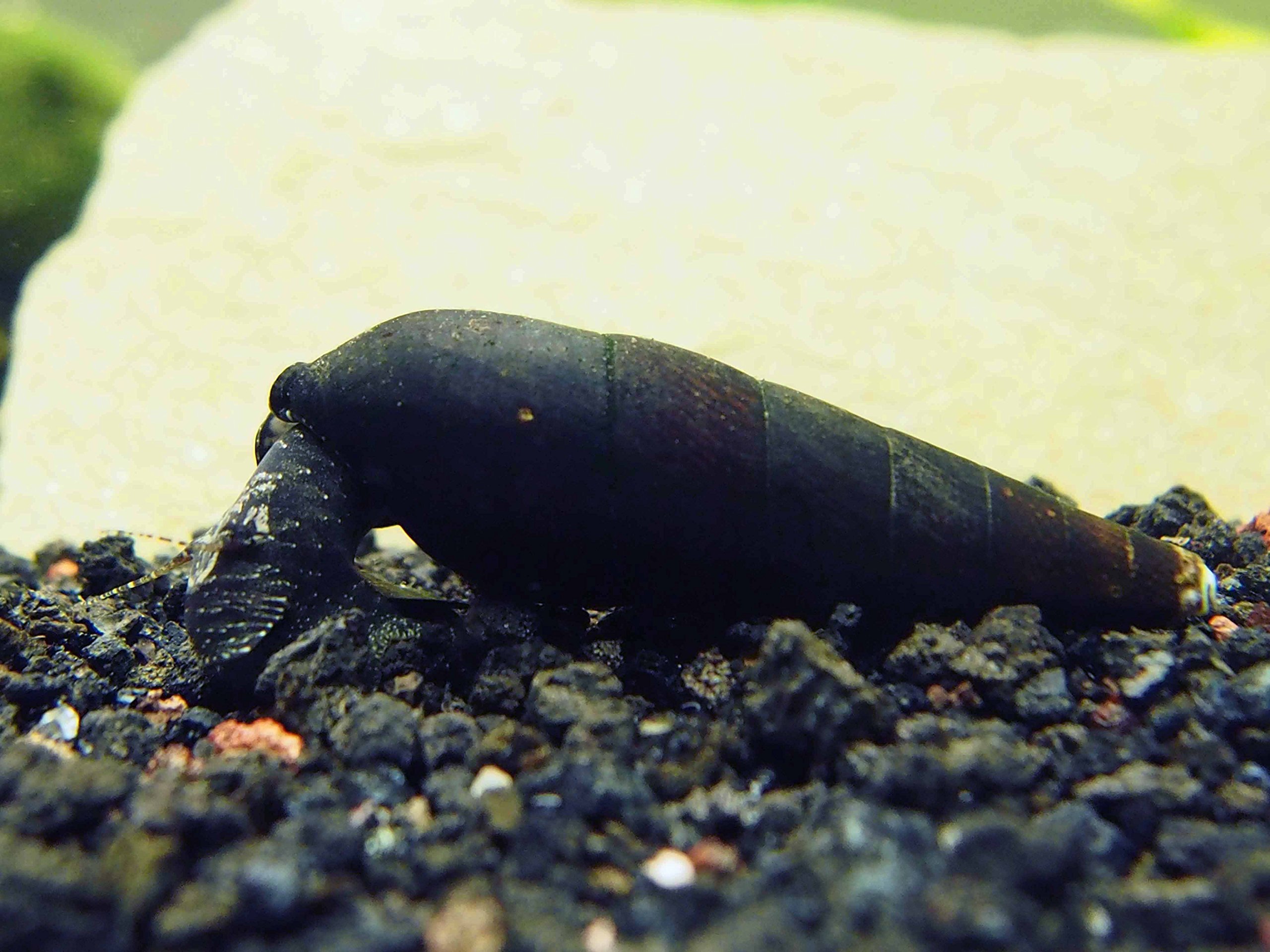 30 Live Black Devil Spike Snails - Natural Aquarium Cleaners for Betta, Tetra & Guppy Fish Tanks | Algae Eaters & Substrate Scrapers | Perfect for Freshwater Planted Tanks & Community Aquariums