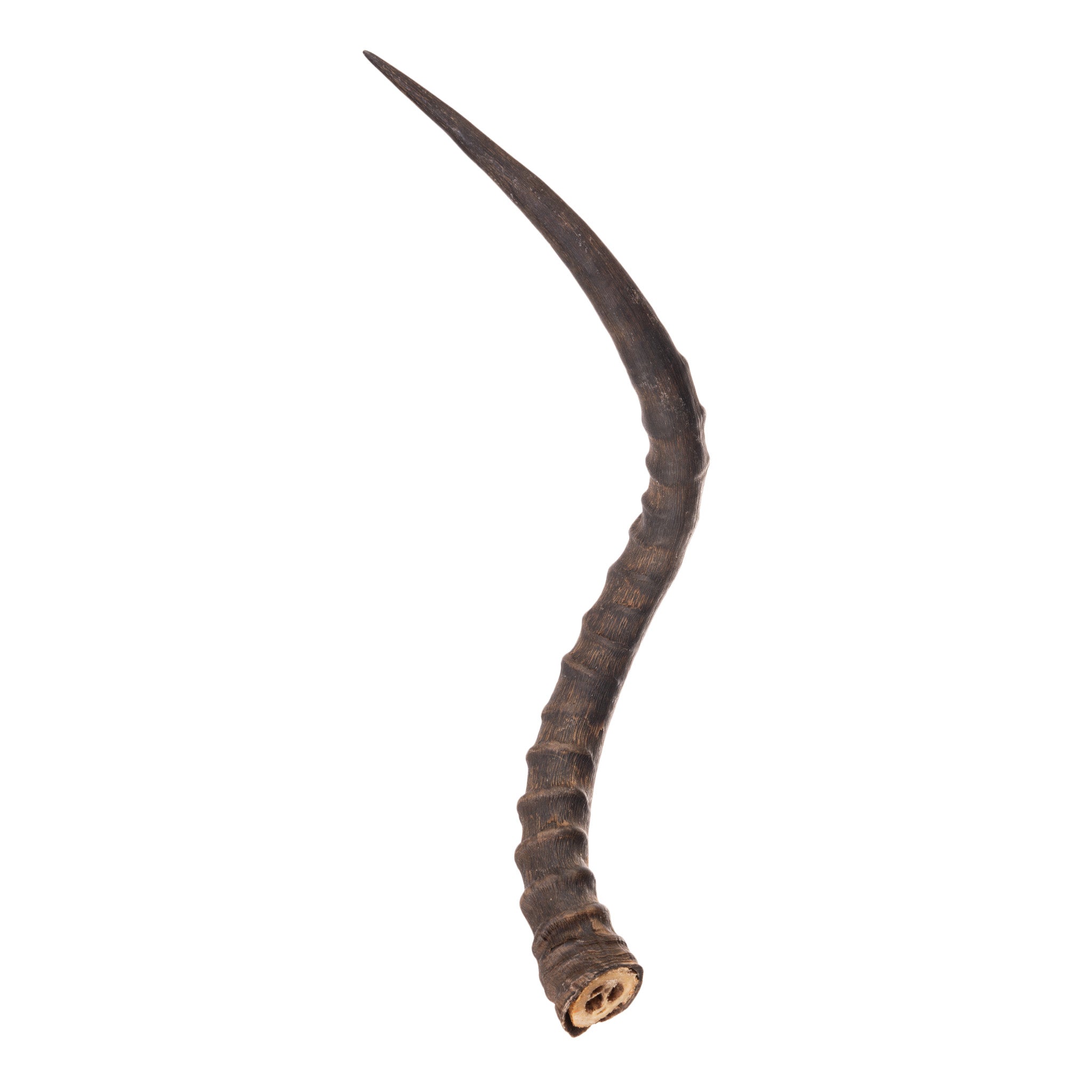 Authentic Impala Horn - Genuine African Antelope Horn for Home Decor, Crafts & Jewelry Making | Perfect for DIY Projects, Wall Art & Unique Gifts