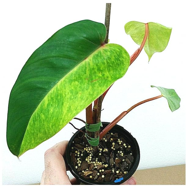 Philodendron Painted Lady Live Plant - Variegated Houseplant in 4